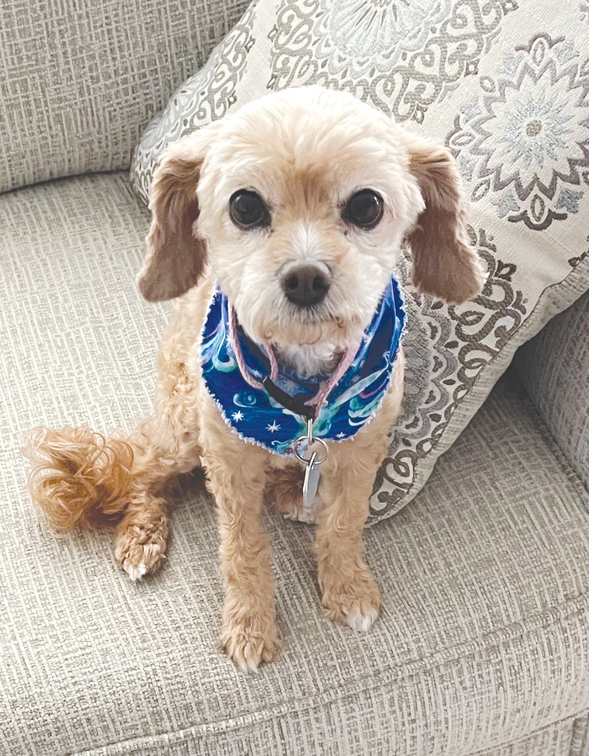 President/CEO Doug Tracy's dog Daisy