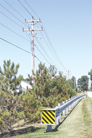 A row of trees under the power line ready to be cut