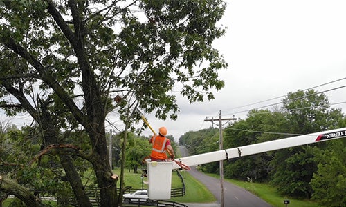 A man in a bucket truck trims a tree.