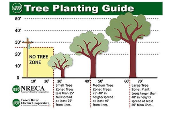 tree planting guide